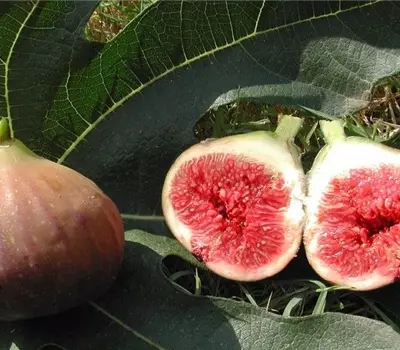 Ficus carica 'Rouge de Bordeaux'