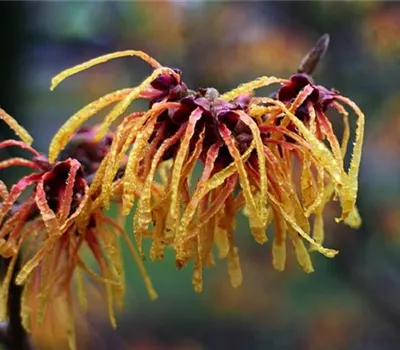 Hamamelis intermedia (x) 'Aphrodite'
