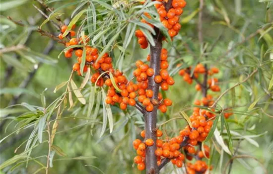Hippophae rhamnoides 'Askola'
