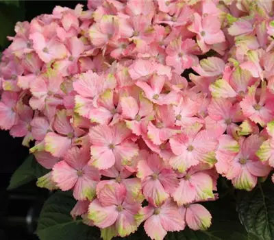 Hydrangea macrophylla Forever & Ever 'Pink'