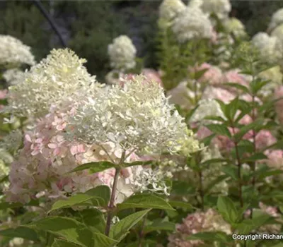 Hydrangea paniculata 'Little Lime'