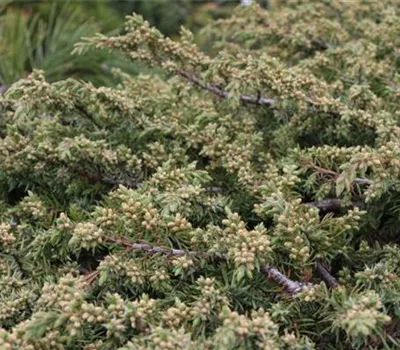 Juniperus communis 'Green Carpet' Bonsai
