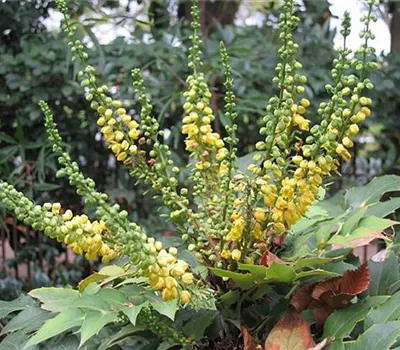 Mahonia bealei