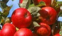 Apfel Rondo (Säulenapfel)