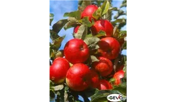 Apfel Rondo (Säulenapfel)