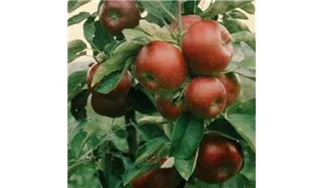 Apfel Rondo (Säulenapfel)