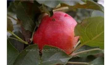 Apfel Rondo (Säulenapfel)
