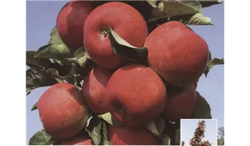Apfel Rondo (Säulenapfel)
