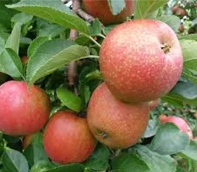 Malus (Apfel) 'Roter Boskoop'