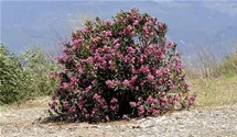 Oleander