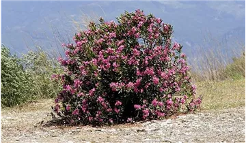 Oleander