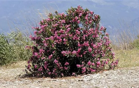 Nerium oleander