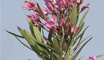 Oleander