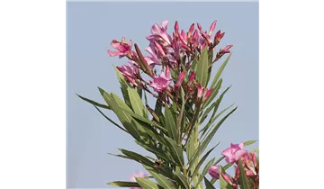 Oleander