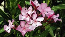 Oleander
