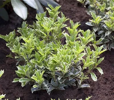 Osmanthus heterophyllus 'Variegatus'