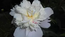 Pfingstrose