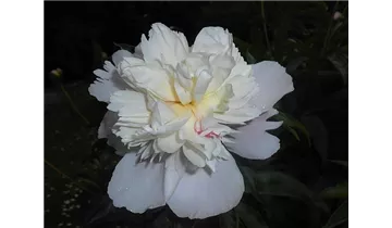 Pfingstrose