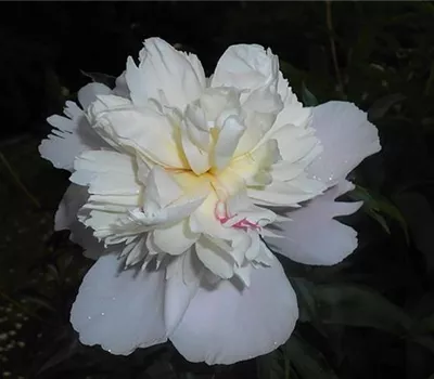 Paeonia (Lactiflora-Gruppe) 'Duchesse de Nemours'