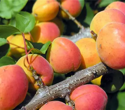 Prunus (Aprikose) 'Orangered'