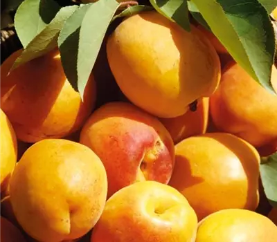 Prunus (Aprikose) 'Tardiff Delbard'