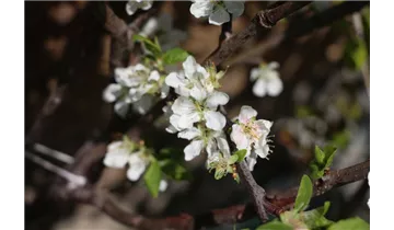 Zwetsche
