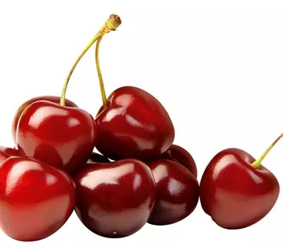 Prunus (Minikirsche) 'Garden Bing'