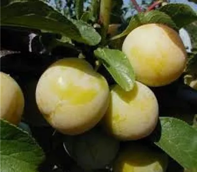 Prunus (Mirabelle) 'Miragrande'