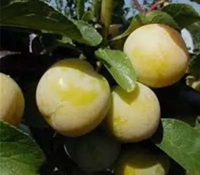 Prunus (Mirabelle) 'Miragrande'