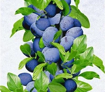 Prunus (Säulenzwetschge) 'Anja'