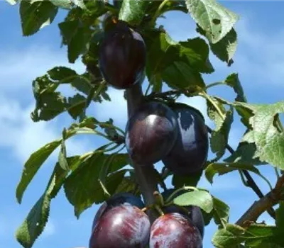 Prunus (Säulenzwetschge) 'Fruco'