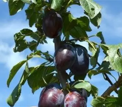 Prunus (Säulenzwetschge) 'Fruco'