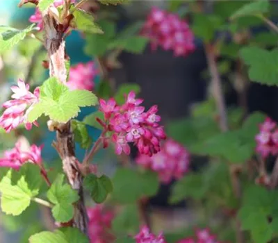Ribes sanguineum 'Atrorubens'