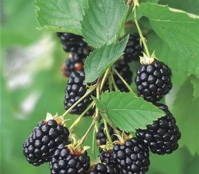 Rubus 'Navaho Summerlong'