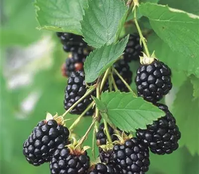 Rubus 'Navaho Summerlong'