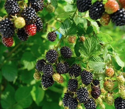 Rubus (Brombeere) 'Navaho'