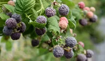 Himbeere