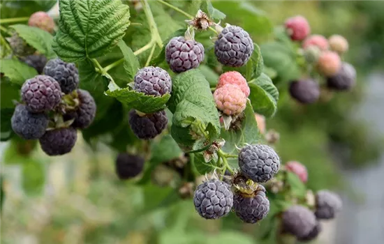 Rubus (Himbeere) 'Glen Coe'