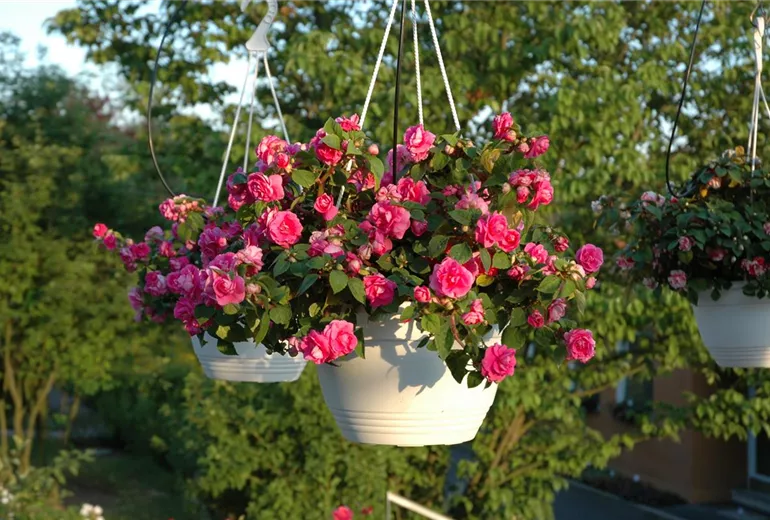 Impatiens walleriana, pink Impatiens walleriana, pink