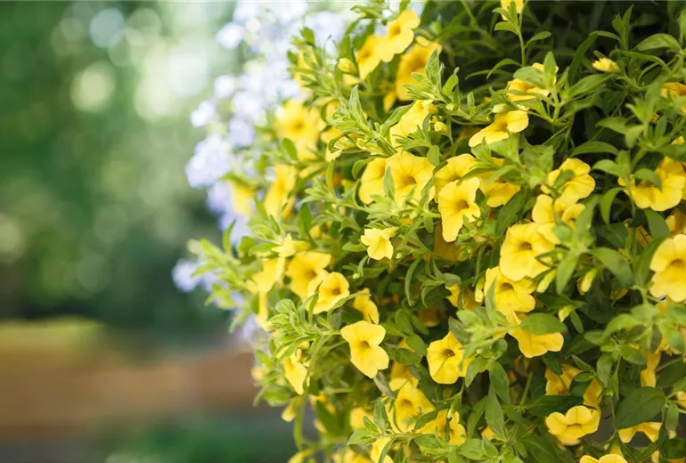 Calibrachoa, gelb Calibrachoa, gelb