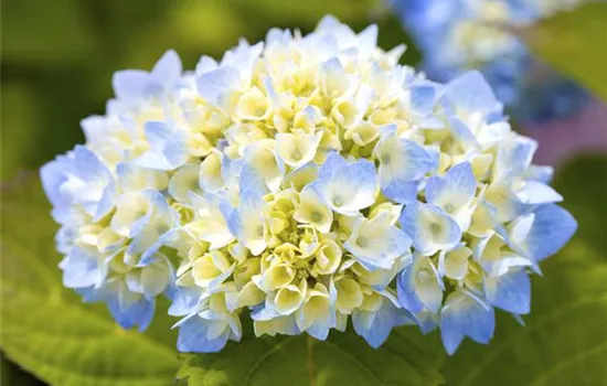 Hortensienarten und ihre wundervollen Eigenschaften Hortensienarten und ihre wundervollen Eigenschaften