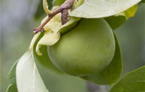 Diospyros kaki 'Fuyu'