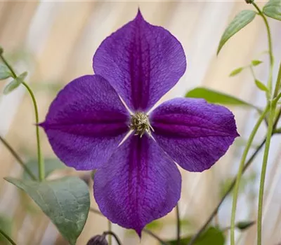 Clematis (Jackmanii-Gruppe) 'Star of India'