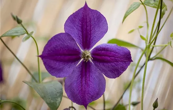 Clematis (Jackmanii-Gruppe) 'Star of India'