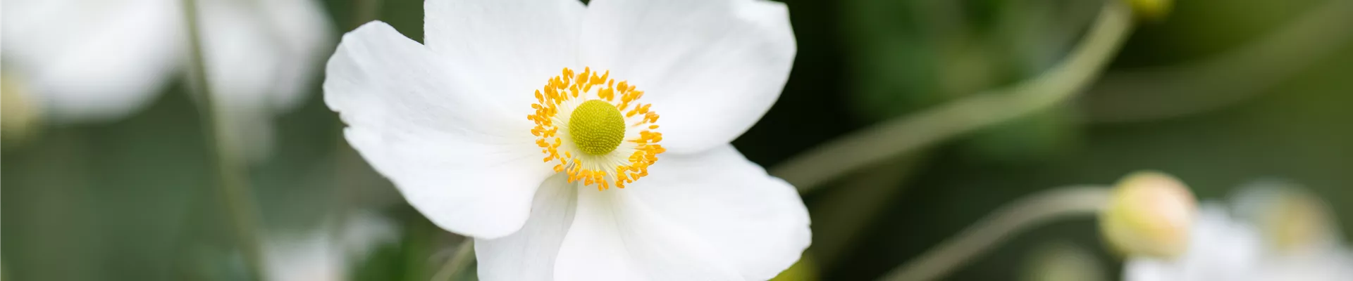 Anemone japonica 'Honorine Jobert'