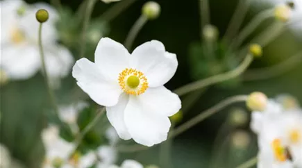 Anemone japonica 'Honorine Jobert'