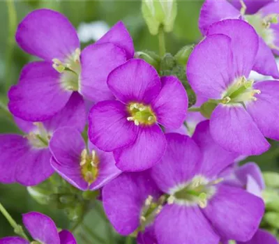 Arabis arendsii (x) 'Compinkie'