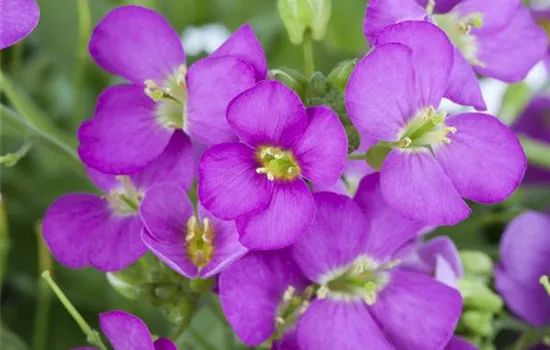 Arabis arendsii (x) 'Compinkie'