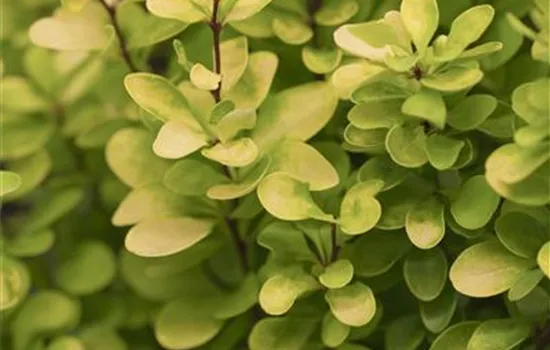 Berberis thunbergii 'Golden Rocket'