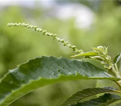 Castanea sativa 'Bouche de Betizac'